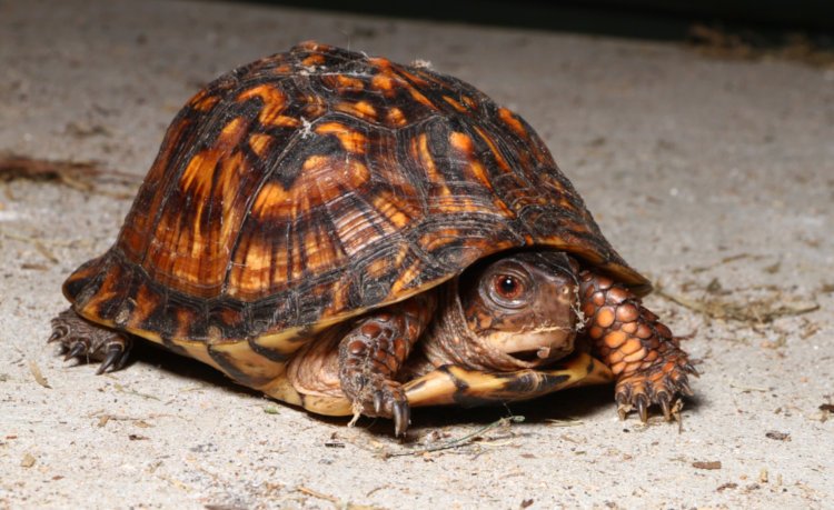 female eastern box turtle Terrapene carolina carolina found in garage