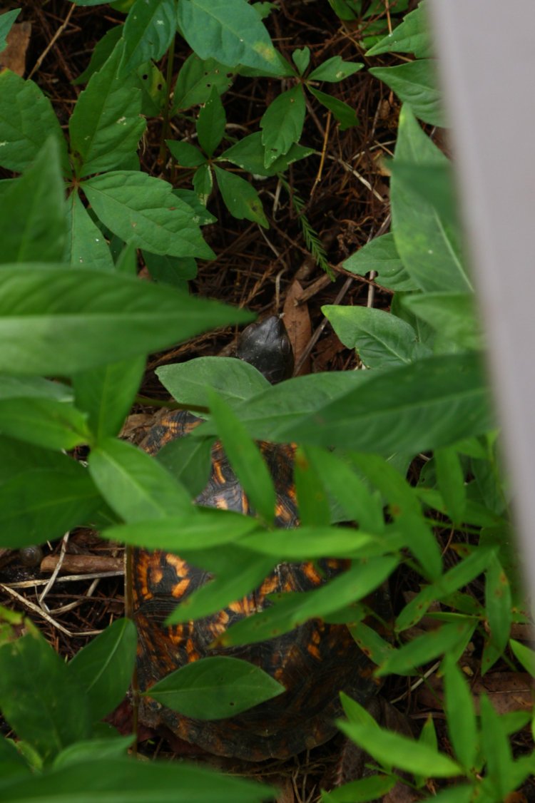 female eastern box turtle Terrapene carolina carolina in lawn after removal from garage