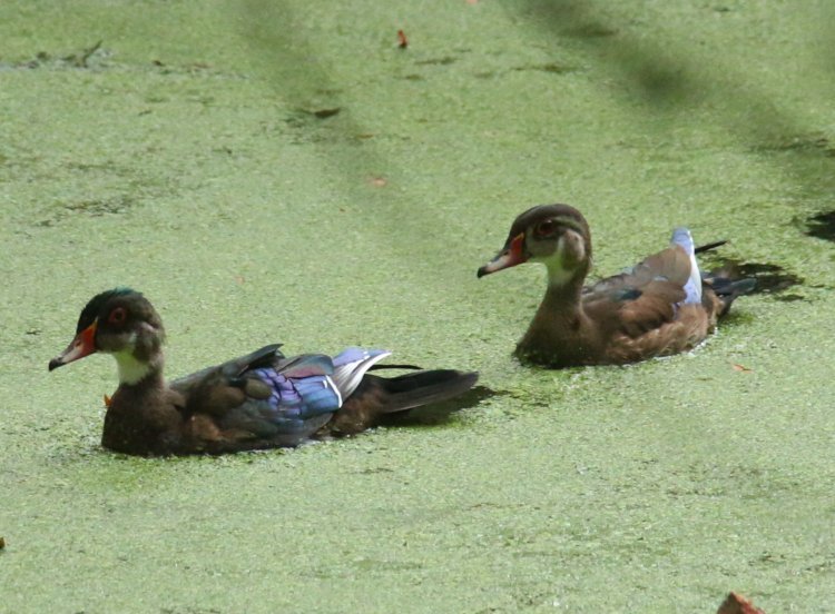two juvenile male wood ducks Aix sponsa showing distinctly different interim plumage