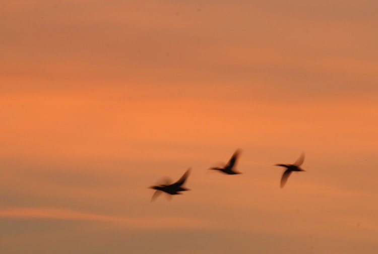 ducks blurred against sunrise sky colors