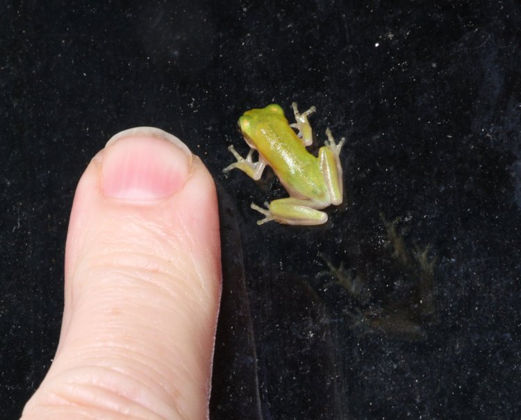 very juvenile green treefrog Dryophytes cinereus on window next to author's finger