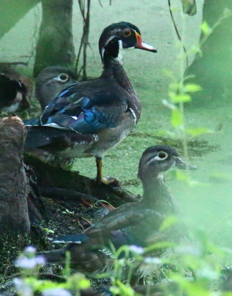 late juvenile wood ducks Aix sponsa showing transitioning plumage