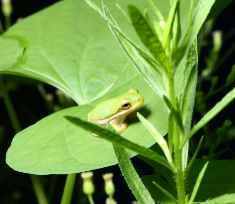 young juvenile green treefrog Dryophytes cinereus perched on leaf of morning glory Convolvulaceae