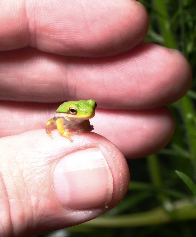 very juvenile green treefrog Dryophytes cinereus perched on author's thumb