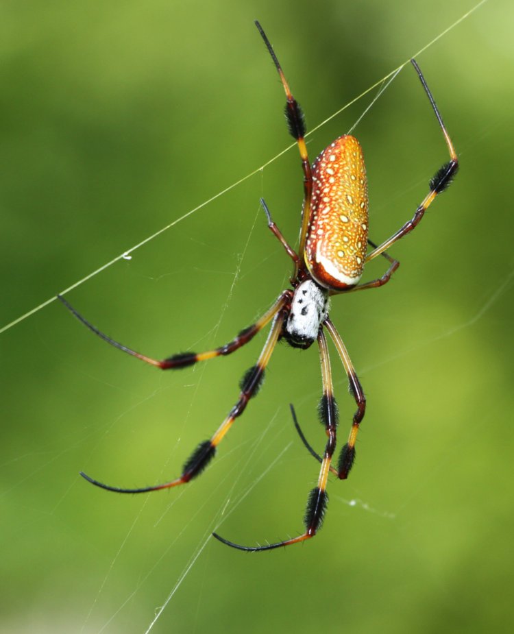 large female golden silk orbweaver Trichonephila clavipes not long before producing an egg sac 