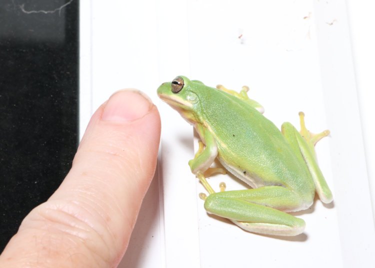 large adult green treefrog Dryophytes cinereus on window trim alongside author's finger