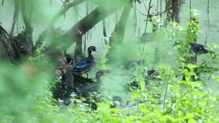 cluster of late juvenile wood ducks Aix sponsa gathering at base of Haunted Tree