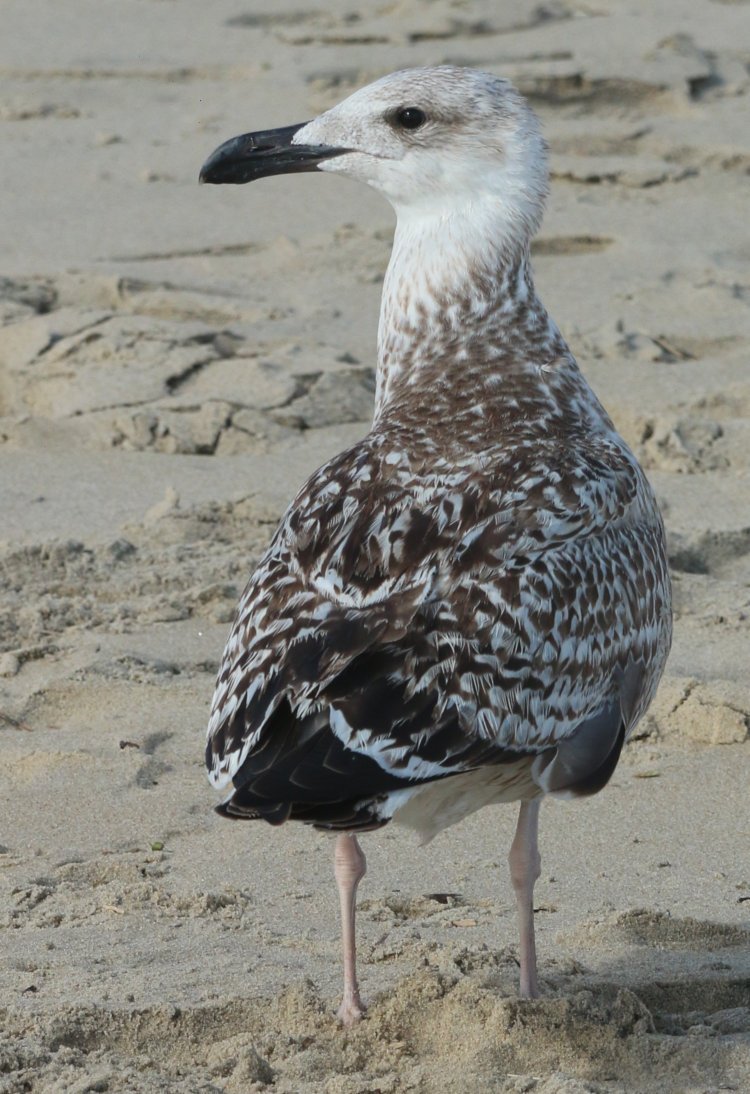 unidentified larger juvenile gull