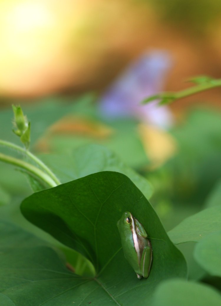 juvenile green treefrog Dryophytes cinereus hiding under morning glory Convolvulaceae leaf