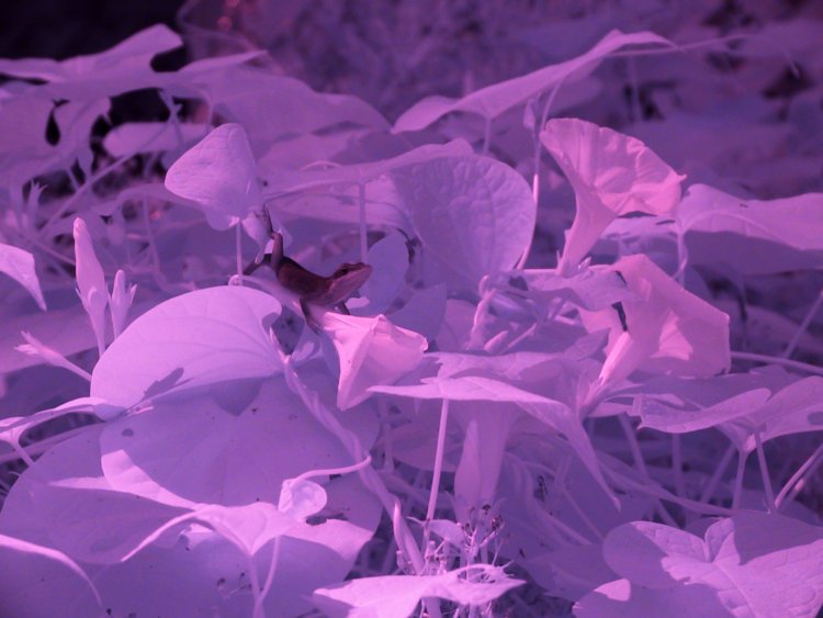 same as previous scene, under 720nm filter reveling the presence of a Carolina anole Anolis carolinensis