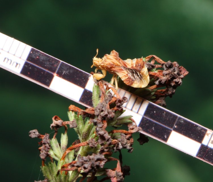 jagged ambush bug Phymata alongside paper millimeter scale on dead flower cluster of Black Knight butterfly bush Buddleja davidii