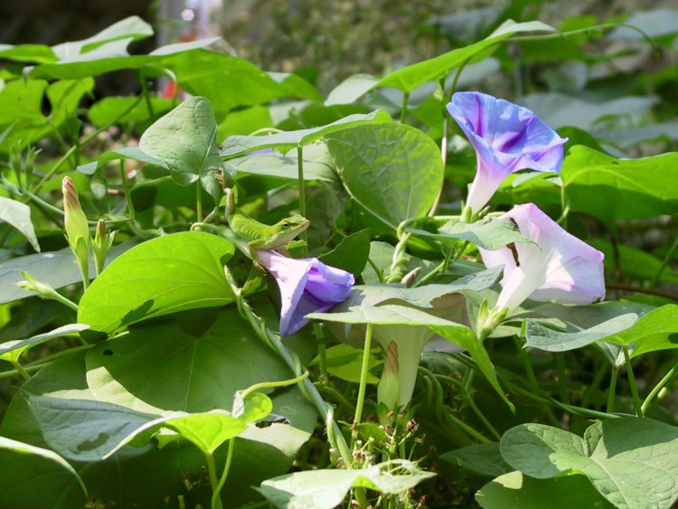 visible light image of morning glory Convolvulaceae blossoms and leaves