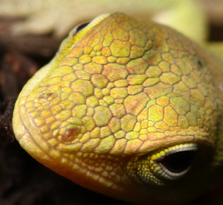 extreme closeup of head of small juvenile Carolina anole Anolis carolinensis resting on mint plant