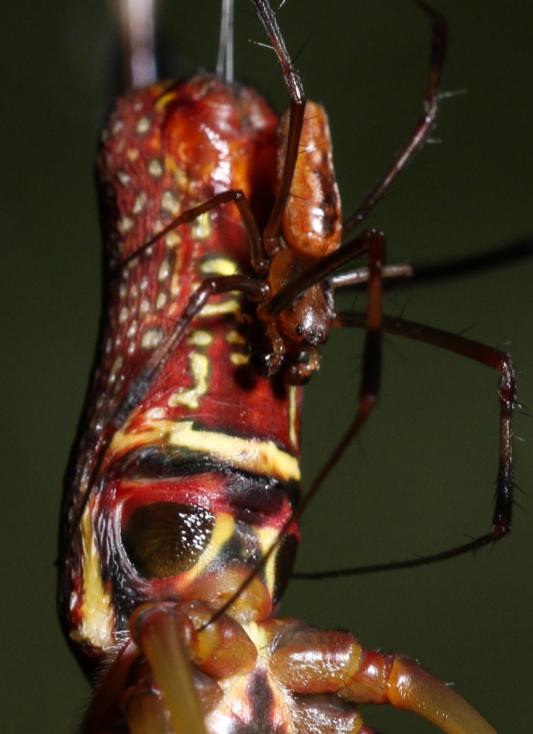 inset image of male golden silk orbweaver Trichonephila clavipes attempting to mate with newly molted female