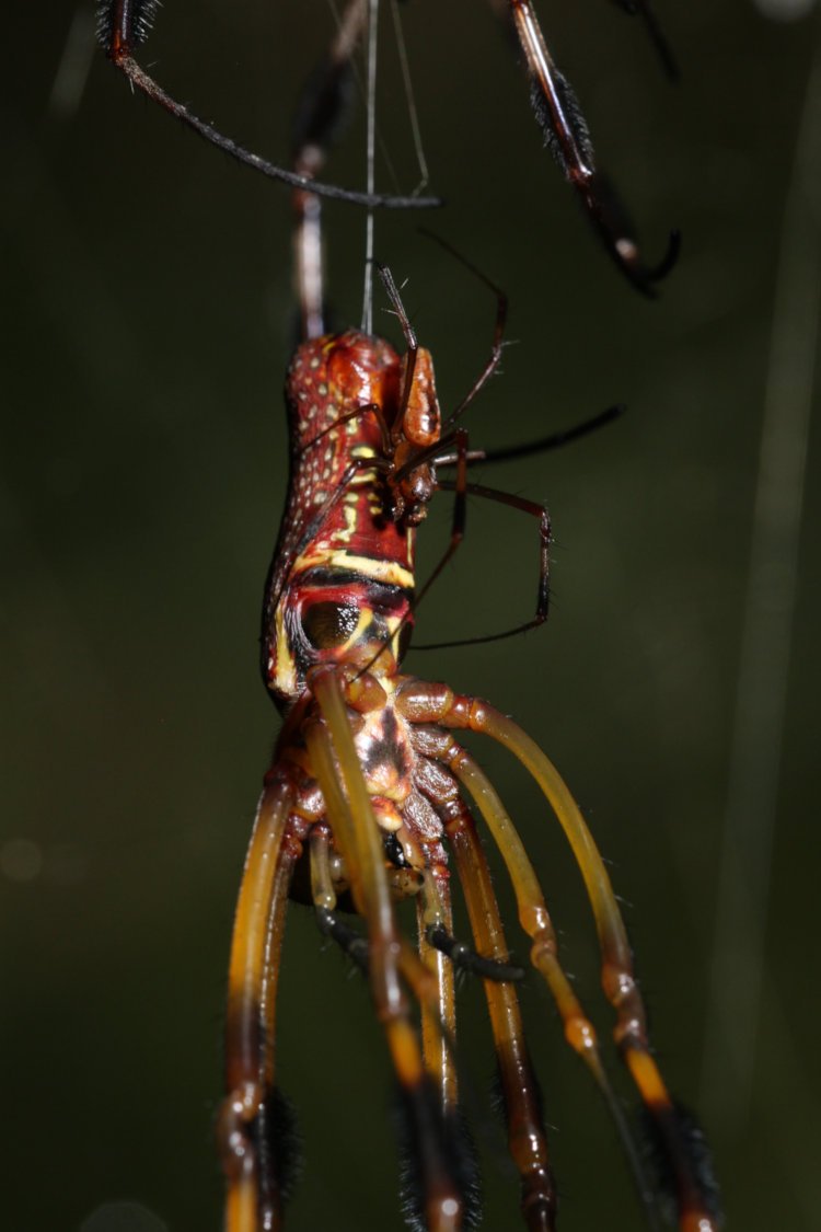 male golden silk orbweaver Trichonephila clavipes attempting to mate with newly-molted female