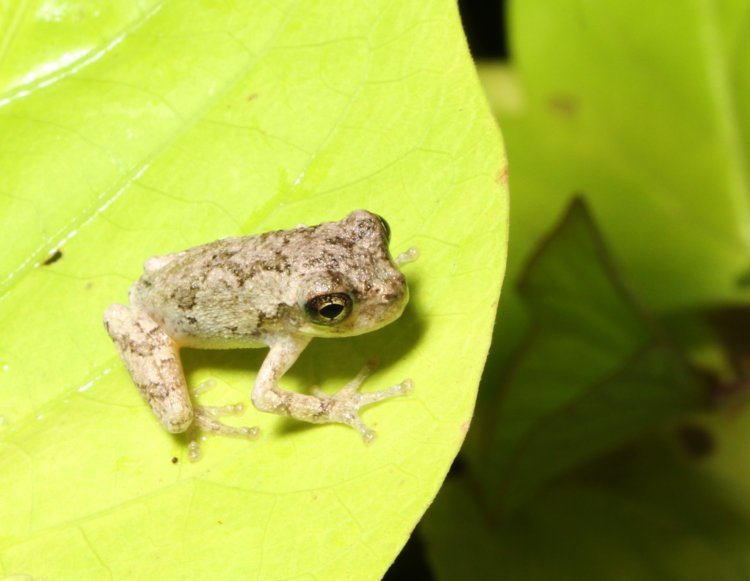 very juvenile Copes grey treefrog Dryophytes chrysoscelis on sweet potato leaf
