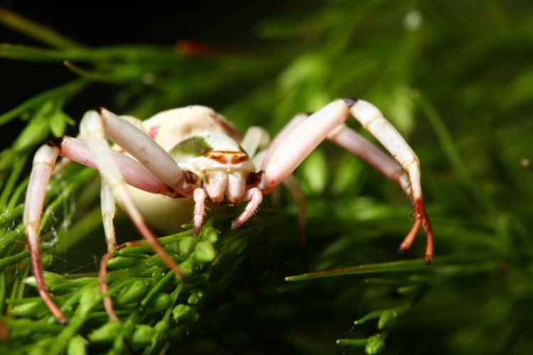 large female crab spider Thomisidae on dog fennel Eupatorium capillifolium