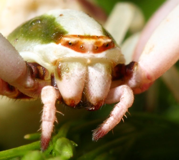 close inset of crab spider Thomisidae, showing eyes identifying this as likely Mecaphesa