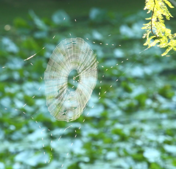 web of spinybacked orbweaver Gasteracantha cancriformis with 'dotted' support strands