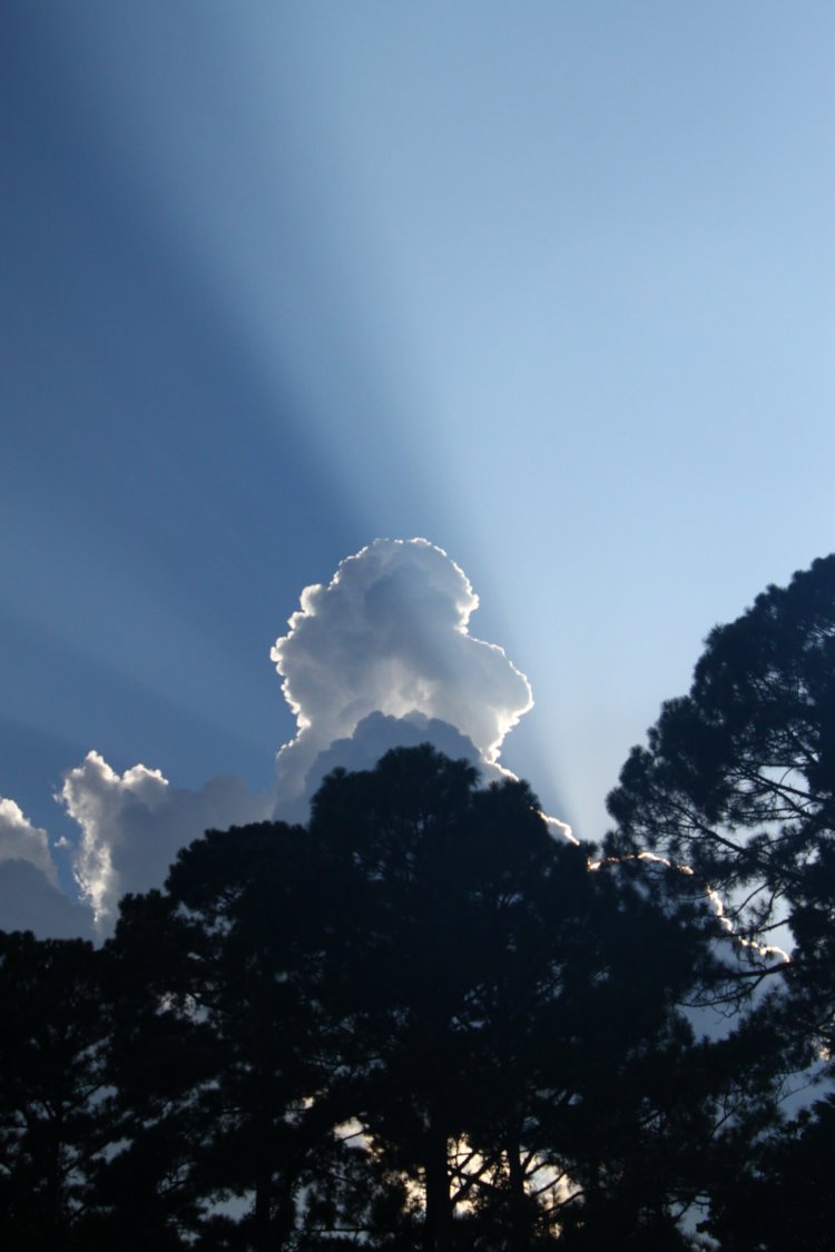 trees and thunderheads and crepuscular rays