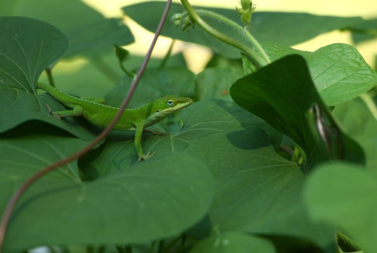 Carolina anole Anolis carolinensis perched on morning glory Convolvulaceae leaves alongside juvenile green treefrog Dryophytes cinereus