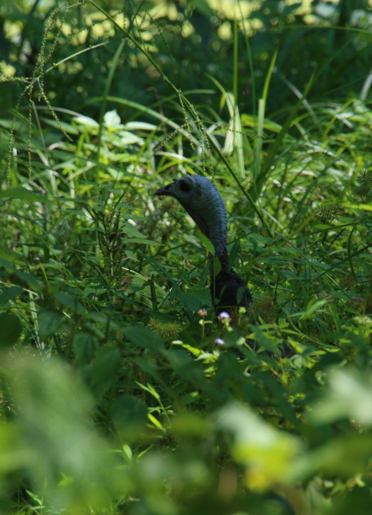 female wild turkey Meleagris gallopavo peeking from tall grasses on Walkabout Estates