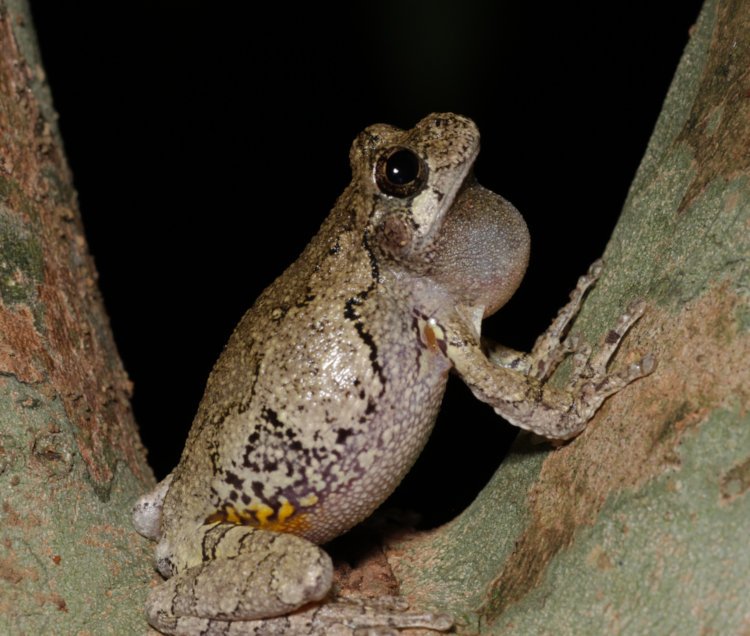 adult Copes grey treefrog Dryophytes chrysoscelis perched in crook of tree between calls