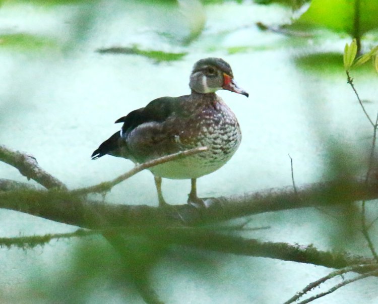 late juvenile male wood duck Aix sponsa in transitional plumage