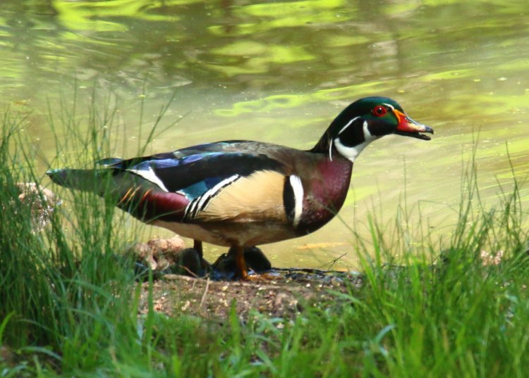adult male wood duck Aix sponsa in adult plumage