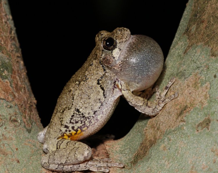 adult Copes grey treefrog Dryophytes chrysoscelis perched in crook of tree, actively calling