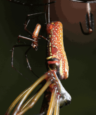 animated gif of golden silk orbweaver Trichonephila clavipes overlaid with very young green treefrog Dryophytes cinereus at exact same scale
