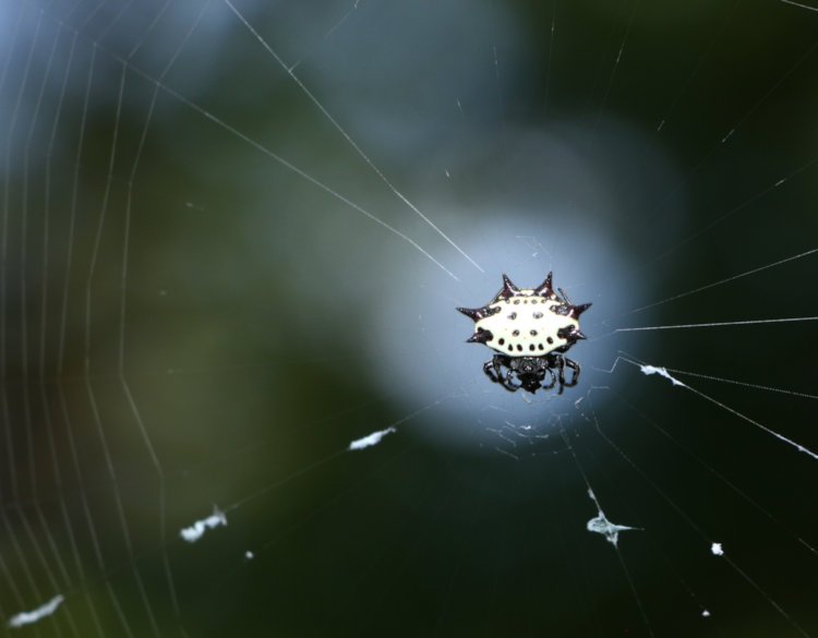 spinybacked orbweaver Gasteracantha cancriformis in middle of web