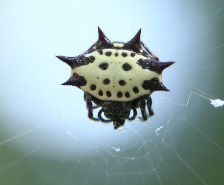 closeup of back of spinybacked orbweaver Gasteracantha cancriformis in web