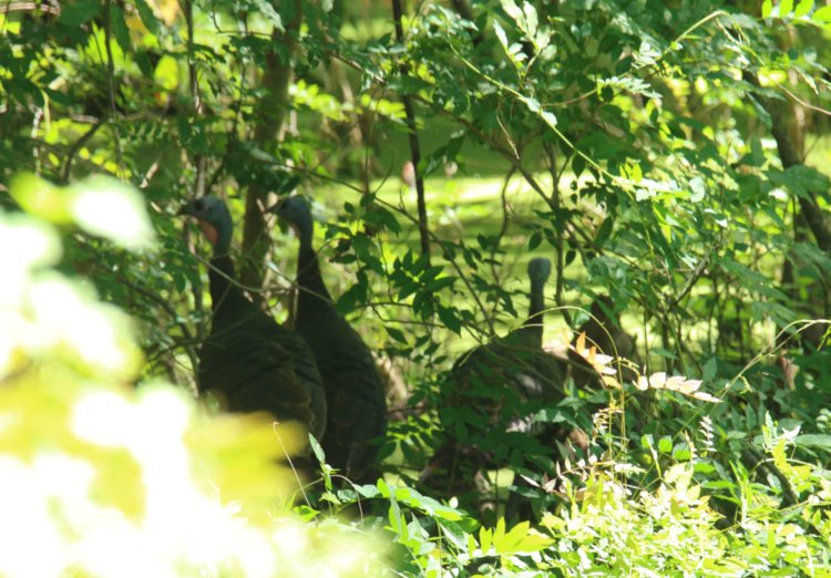 trio of female wild turkeys Meleagris gallopavo disappearing into undergrowth at edge of property