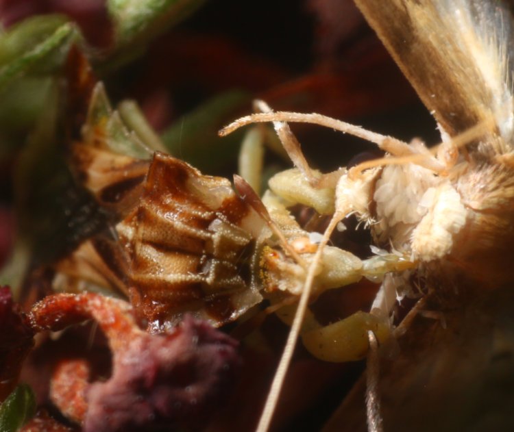closer view of jagged ambush bug Phymata on black knight butterfly bush Buddleja davidii with prey