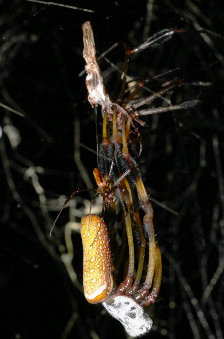golden silk orbweaver Trichonephila clavipes in later stages of molting old exoskeleton