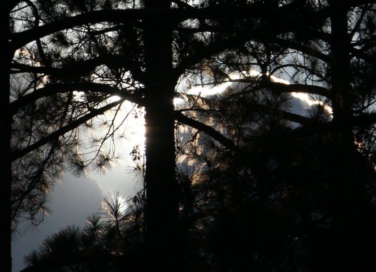 moody high contrast shot of sunlight breaking through clouds behind trees