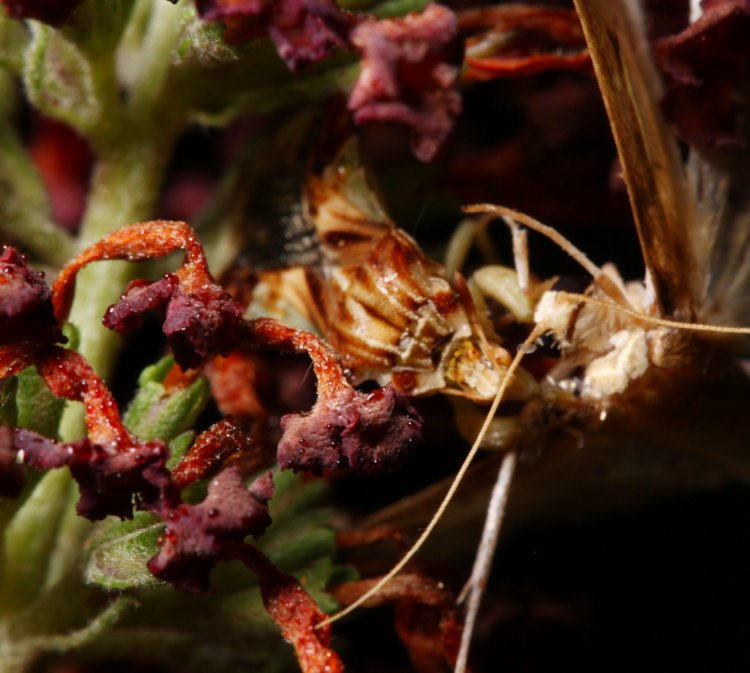 jagged ambush bug Phymata on black knight butterfly bush Buddleja davidii with unidentified butterfly prey