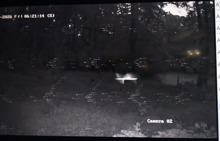 screen grab of moth captured close to IR surveillance camera