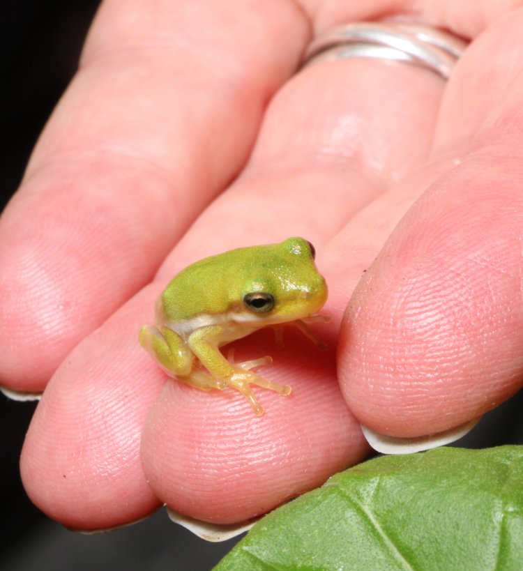 very juvenile green treefrog Dryophytes cinereus perched on The Girlfriend's hand