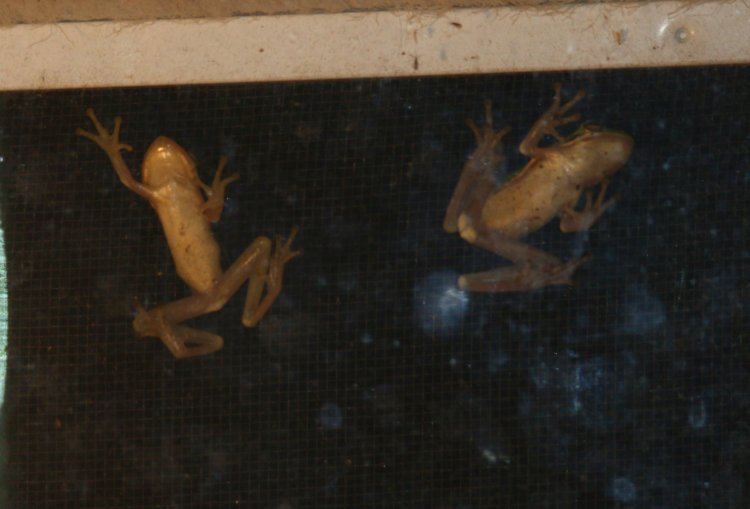 two very juvenile green treefrog Dryophytes cinereus from underneath, perched on kitchen window
