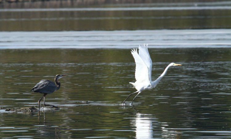 great egret Ardea alba fleeing great blue heron Ardea herodias that's laying claim to that area of Jordan Lake