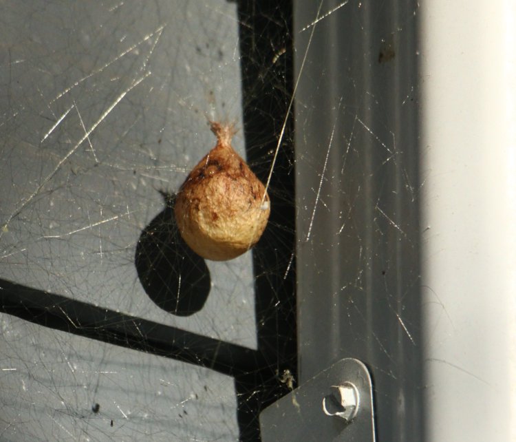 egg sac of black-and-yellow argiope Argiope aurantia tucked under eaves alongside downspout