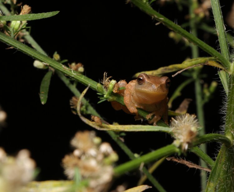 spring peeper Pseudacris crucifer perched on weeds