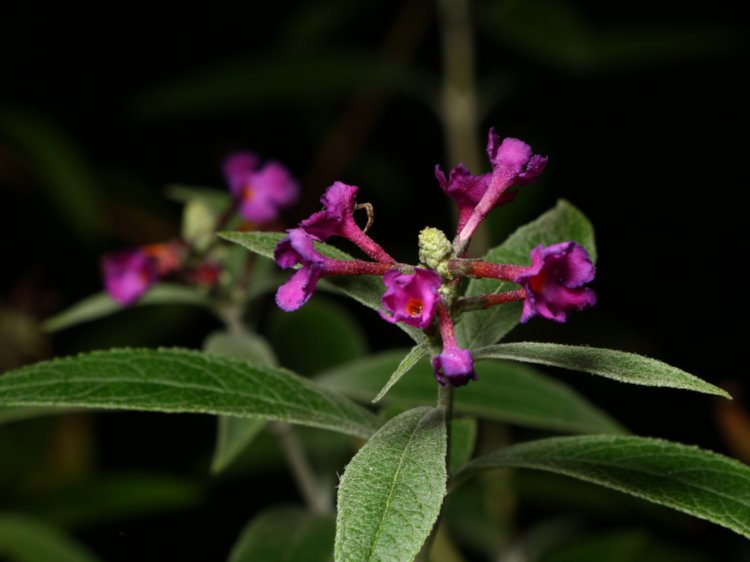 sparse flower clusters of butterfly bush Buddleja davidii late in the season