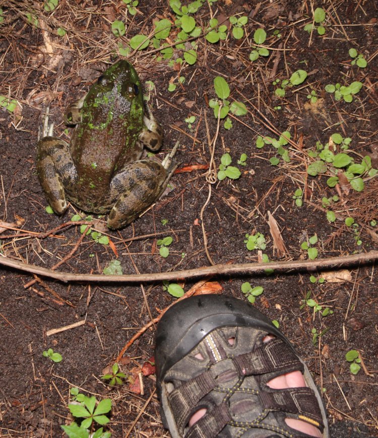 very large American bullfrog Lithobates catesbeianus alongside author's foot for scale