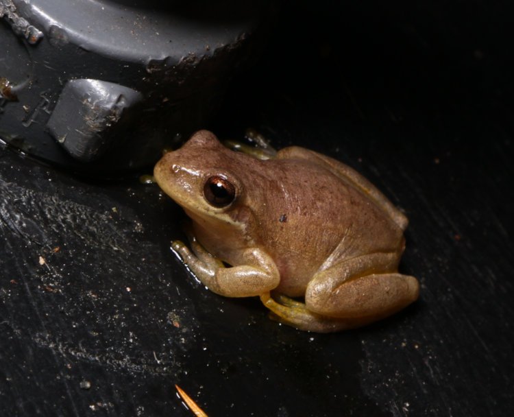 juvenile treefrog likely squirrel treefrog Dryophytes squirellus alongside rainbarrel overflow pipe