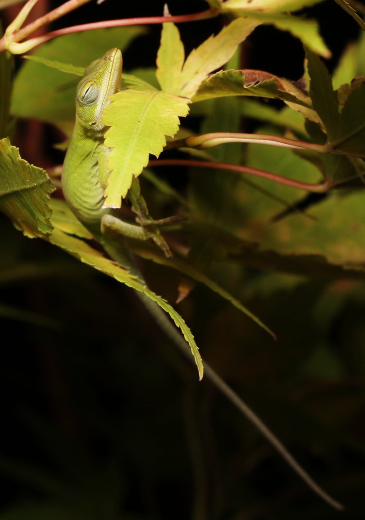 juvenile Carolina anole Anolis carolinensis sleeping in awkward vertical position on Japanese maple leaf 