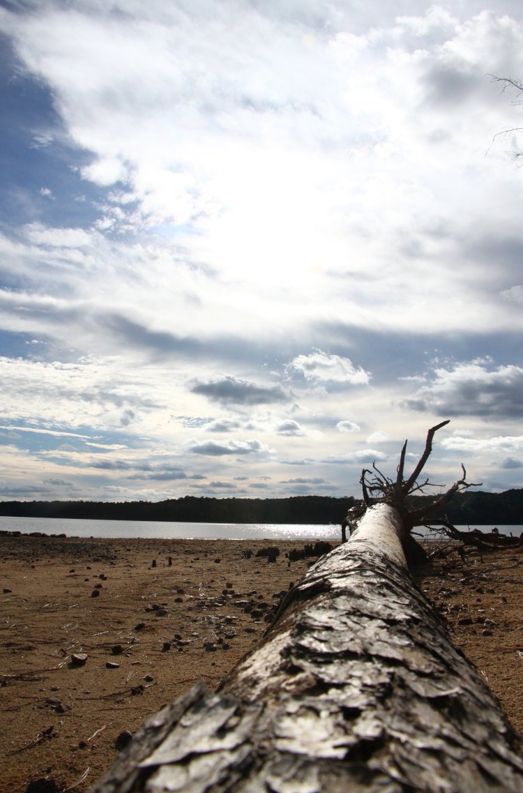 fallen trunk on lakeshore pointing towards tempestuous clouds
