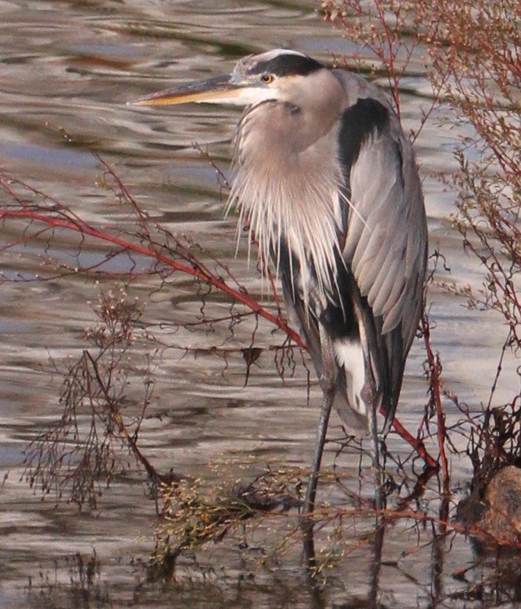 full resolution crop of previous image of great blue heron Ardea herodias perched on rocks